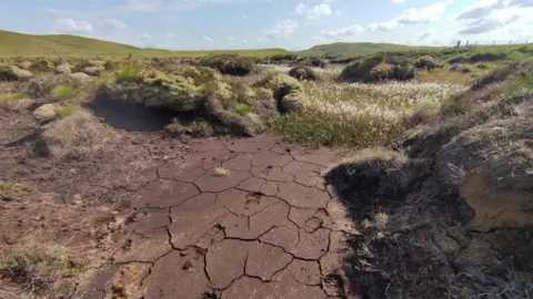 National Peatland Action Programme A wide view of a peatland landscape showing a large patch of cracked, dried peat in the foreground. Deep fissures run across the dark brown ground, creating a mosaic of irregular plates. Around the edges, mounds of moss, grasses, and other wetland plants cling to the remaining vegetation. 