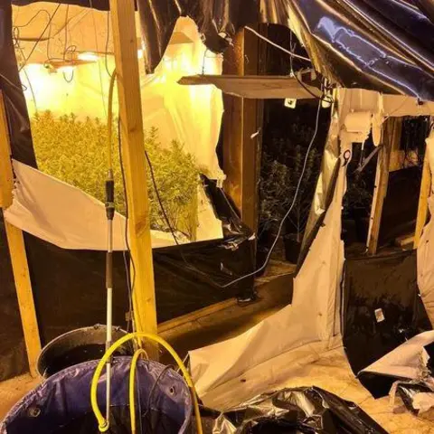 Leicestershire Police Inside a cannabis factory with plants inside a sheeted area, grow lamps, and other watering and feeding systems in place