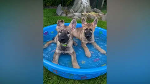 Durham Police Two young Alsatian type dogs in a blue paddling pool with stars and fish images on the base. They are lying in the shallow water and looking at the camera.