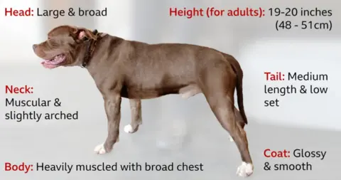 Defra.gov.uk A graphic outlining the traits of an XL Bully including: a height of 19-20 inches; a muscular and slightly arched neck; a medium length, low set tail; a heavily muscled body with a broad chest; and a glossy and smooth coat. 