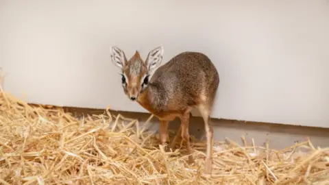 Chester Zoo Dotty the baby fawn in her pen at Chester Zoo looks unsteady on her feet on a big bed of straw. She has large ears and big black eyes.