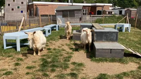 Alex Pope/BBC A school farm, complete with three goats, wooden apparatus, buildings and grass areas, with some dry patches. 