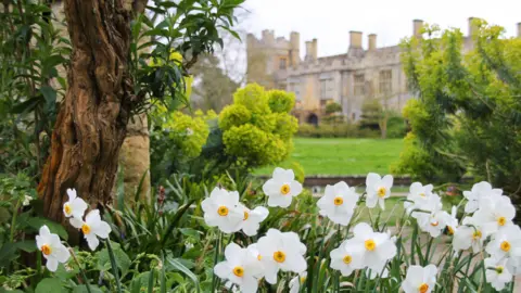 Sudeley Castle & Gardens A picture of some white flowers beside a brown tree with leaves. in the background there is a castle and a field of grass.
