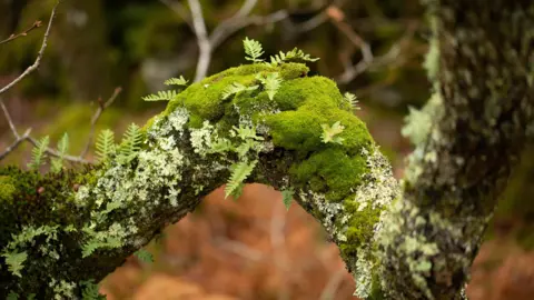 A tree branch covered in lichen and moss.