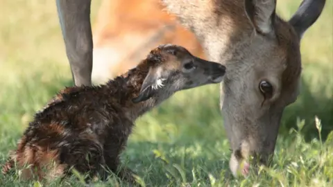 Terri Watson Deer in Richmond Park 