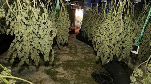 Cannabis plants inside the former Ipswich nightclub