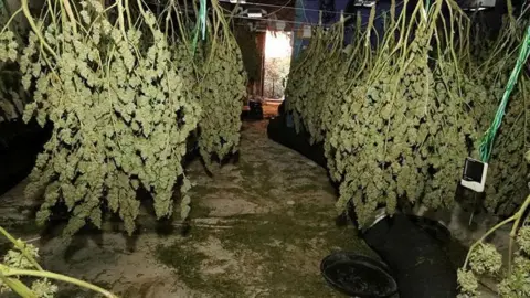 Suffolk Police Cannabis plants inside the former Ipswich nightclub