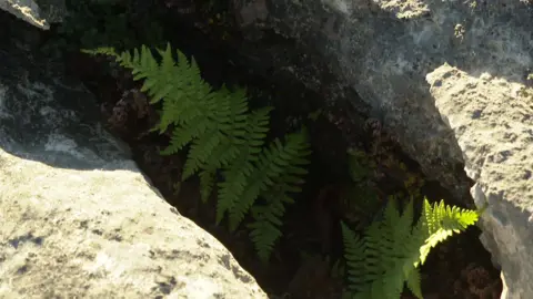 Two ferns poking out of a crack in the limestone pavement