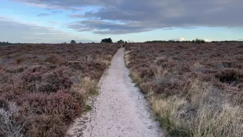 A sand pathway runs in the middle and in between two heathlands. On the background there are several large trees.