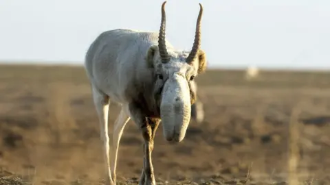BBC Studios/Sam Lewis Male saiga antelope