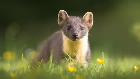 SPL Pine marten