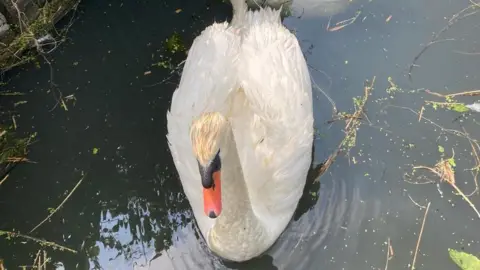 A white swan sitting on water in a dyke.