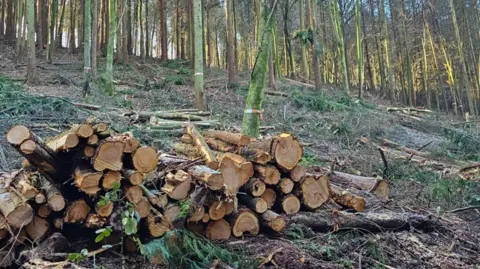 Avon Wildlife Trust Stacks of logs in cleared woodland, with a thickly planted row of coniferous trees in the background.