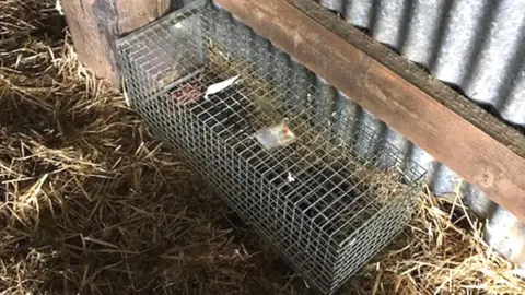 Scottish Wildcat Action Wildcat cage