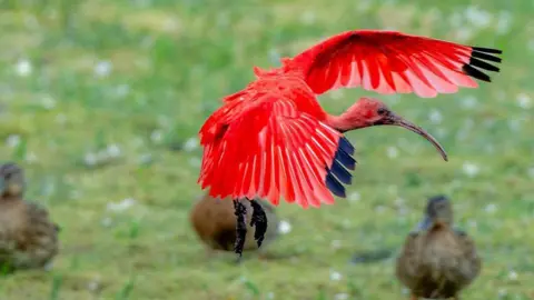 Shane Vale  A scarlet ibis bird flying.