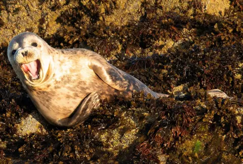 Sheila Unsworth A seal lying on rocks covered in seaweed with its mouth open, giving the appearance of a smile