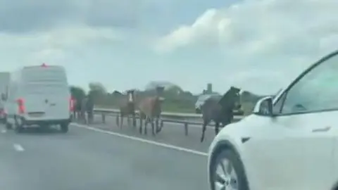 Four horses are moving down the centre of a dual carriage way with cars alongside them. 