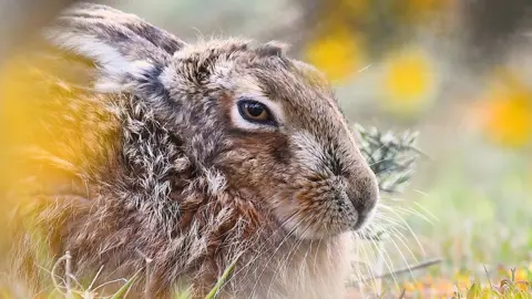 RSPCA/PA Media hare