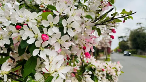 Julie Kemp White and pink flowers that have bloomed next to a road in a town. A car can be seen coming toward the camera in the distance.