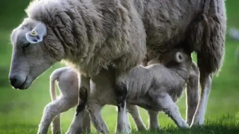 BBC Weather Watchers/Sunny Sal Two lambs shelter under the body of a larger sheep, on a grassy field.