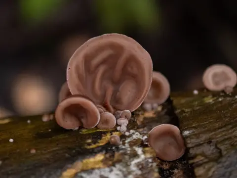 Glenys Norquay Jelly ear fungus growing on a damp log in Duddingston, Edinburgh. 