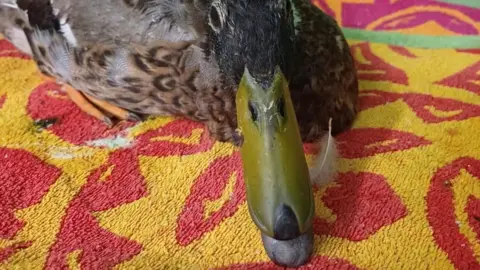 Wildlife Rescue - Moyles Court A picture of a duck facing the camera. It appears to be lying on a colourful towel or blanket. 