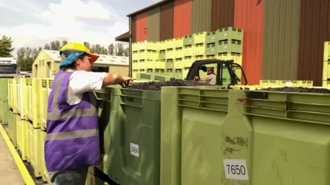 A person wearing a purple high-vis waistcoat and yellow hard hat, looks over the side of a big yellow box to see a pile of blackcurrants inside.