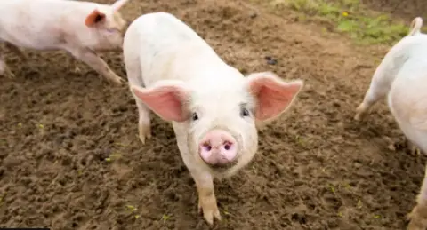 Pig looking at the camera
