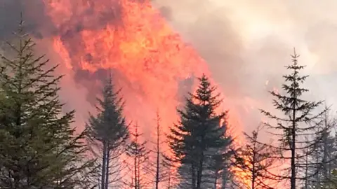 A wildfire rages behind a group of trees, the flames are billowing high into the air with smoke around them