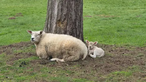 Rebekah A sheep and her lamb sit at the foot of a tree.