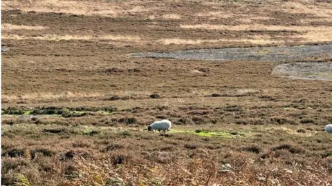 Hefted sheep grazing