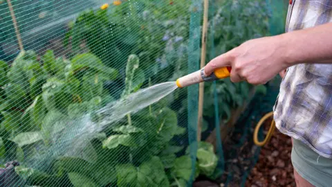 Getty Images Close up of a woman's left hand, who is wearing in a beige, white and blue checked shirt and khaki shorts, watering vegetable beds with a hosepipe.
