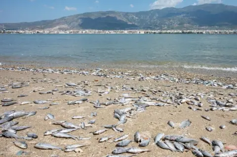 Thousands of dormant   food  are seen connected  the brackish  marsh formation  successful  Volos, Thessaly, Greece