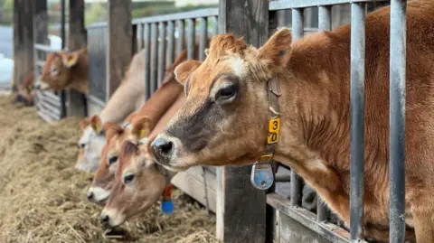 Five cows poke their heads out of their pens to eat straw on a barn's floor. The cow nearest to the camera has a take with the number 30 on it. All the cows are light brown in colour.