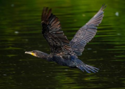 Cormorant flies over water 