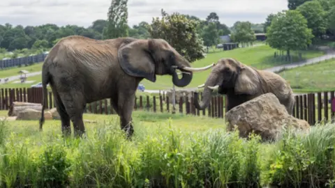 West Midlands Safari Park Two elephants standing in a fenced-off section of a safari park. Trees and grassy areas can be seen in the background.