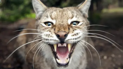 Getty Images A Eurasian lynx