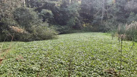 Tees Rivers Trust A pond has been completely covered in small green plants called floating pennywort. The water isn't visible at all. Some pond reeds are growing up through the plants on the right side and a wood is covering the far bank of the water,