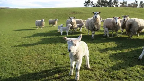 lambs and sheep