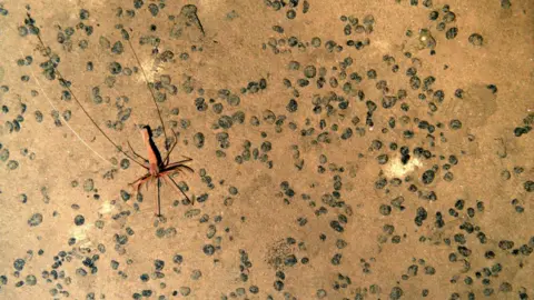 National Oceanography Centre large deep-water prawn in an area of the Clarion-Clipperton Zone covered with mineral deposits