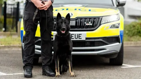 Northamptonshire Police Large mainly black German Shepherd dog