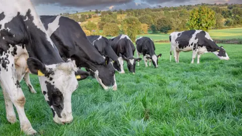 Getty Images Cows in a field