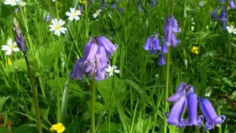Lincolnshire Wildlife Trust A close up image of bluebells and other spring flowers at Dole Wood.