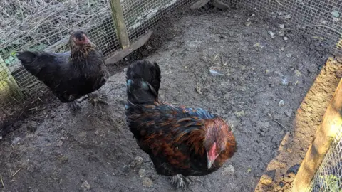 RSPCA Two cockerels in an enclosure. The birds are standing on a muddy surface surrounded by a wire fence and wooden poles.