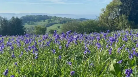 The Speedy Sprocker Lots of bluebells stand above the grass on a hill on a sunny day overlooking countryside below