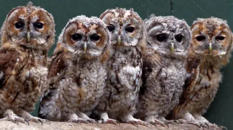 Stock image of tawny owls