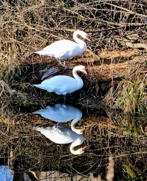 Irene McCrystal Two white swans standing at the edge of a small body of water, surrounded by dry reeds and bare branches. Their reflections appear clearly in the still water below them.
