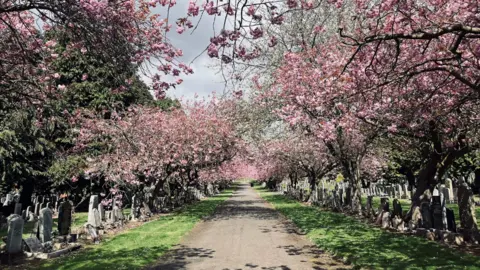 A dirt track with grass on both sides. The grass is green. There are gravestones on the side of the grass. There are trees above them. The trees have pink blossom on them.