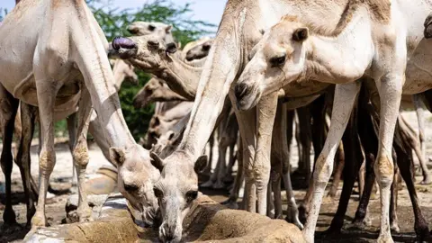 Camels in Somalia