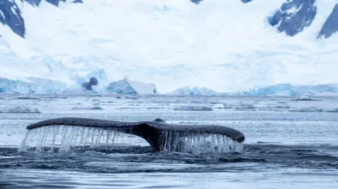 Victoria Gill/BBC The fluke, or tail, of a giant humpback whale drips with seawater as the marine mammal hunts for krill in Antarctic waters. There is sea ice visible all around. 